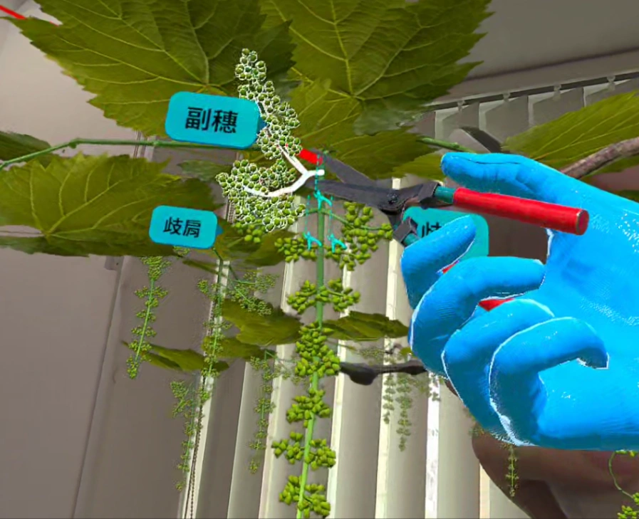MR-Powered Vineyard Pruning Digital Training gallery 2