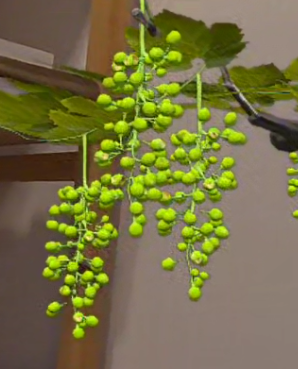 MR-Powered Vineyard Pruning Digital Training gallery 4